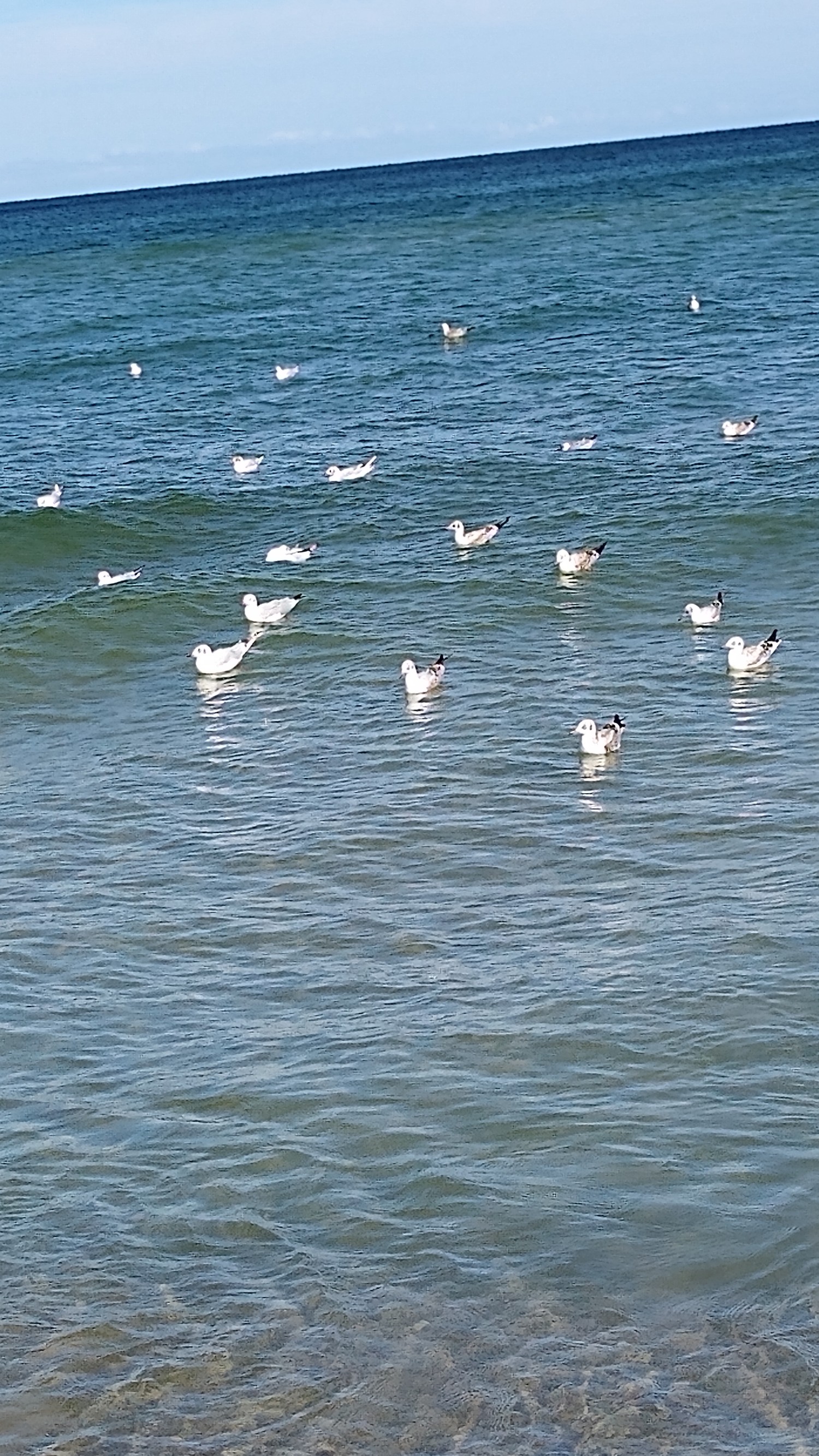 livebirdspoland_1810bcd65388d0baed5648ece98b3777.jpg