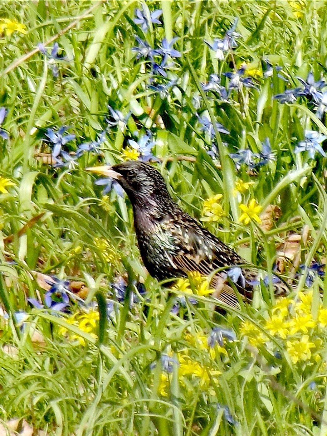 livebirdspoland_9e37deb5f013c98bcf98255fb8973a4d.jpg