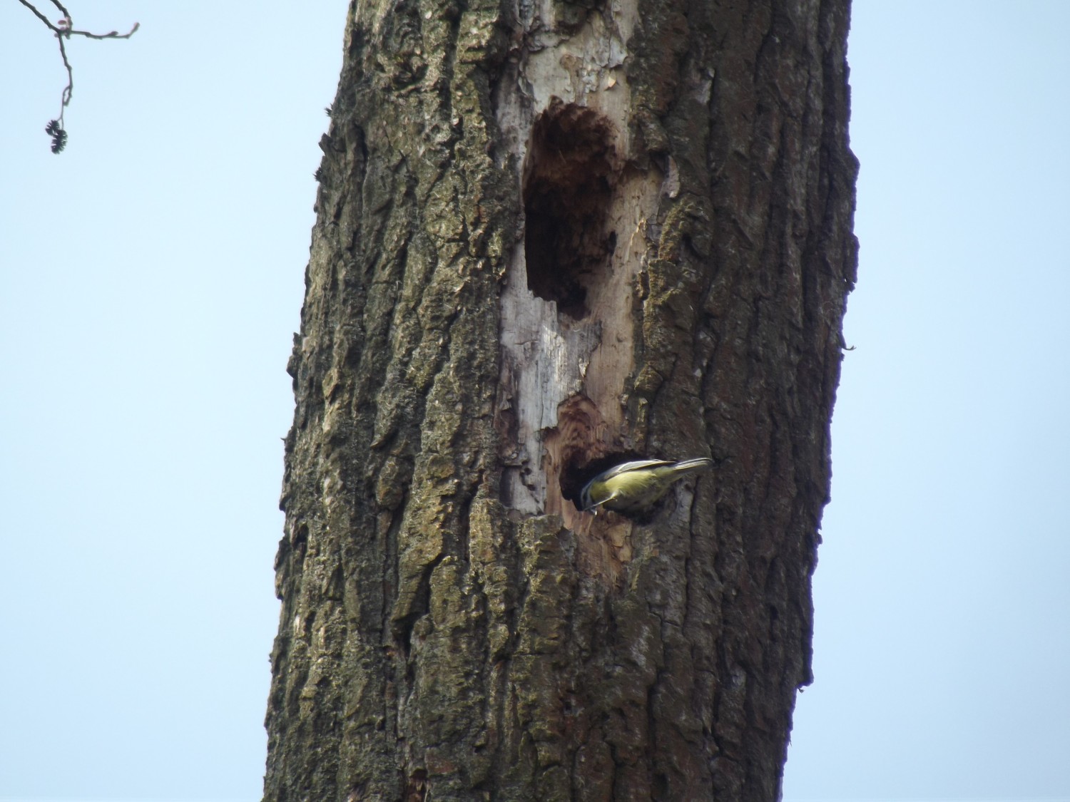 livebirdspoland_fa0f9d0c8cc70238833c3afcfc838df8.jpg