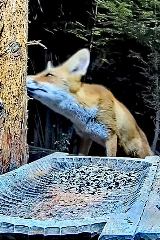 livebirdspoland_39976d526108764c4b854394eb6b4331.jpg