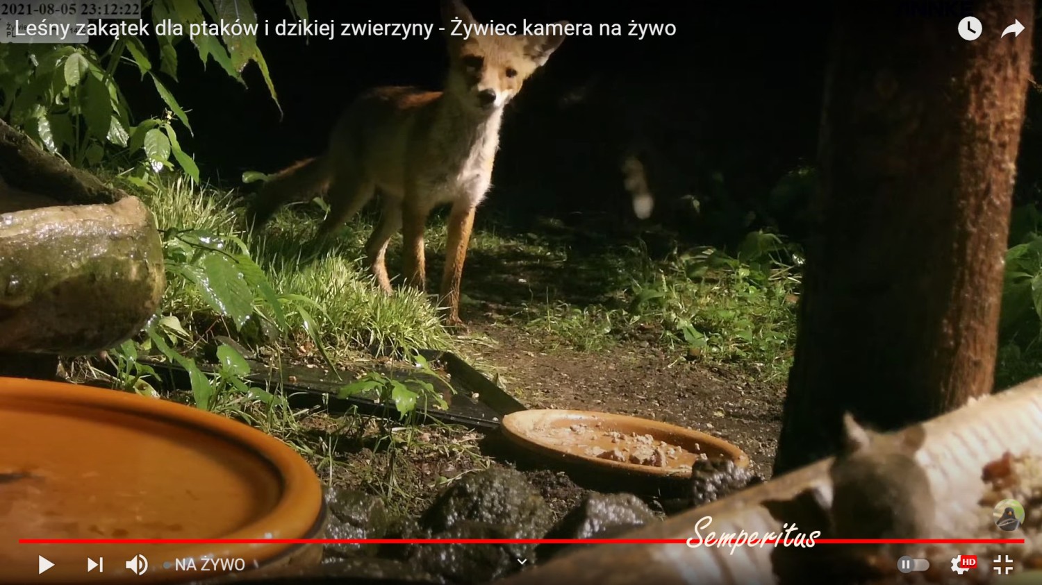 livebirdspoland_a97ccde20841d531a410a8663bd9b347.jpg