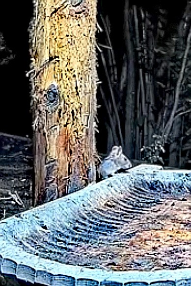 livebirdspoland_9d35bb9e2024c692e15e36fdbabe6242.jpg