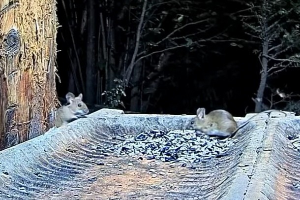 livebirdspoland_093a8c81653a58f51731cf8001d87378.jpg