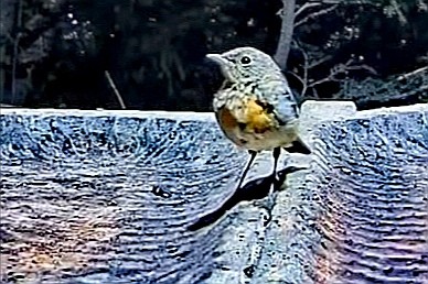 livebirdspoland_d7e3abff82c8c764442f0fbe3f280799.jpg