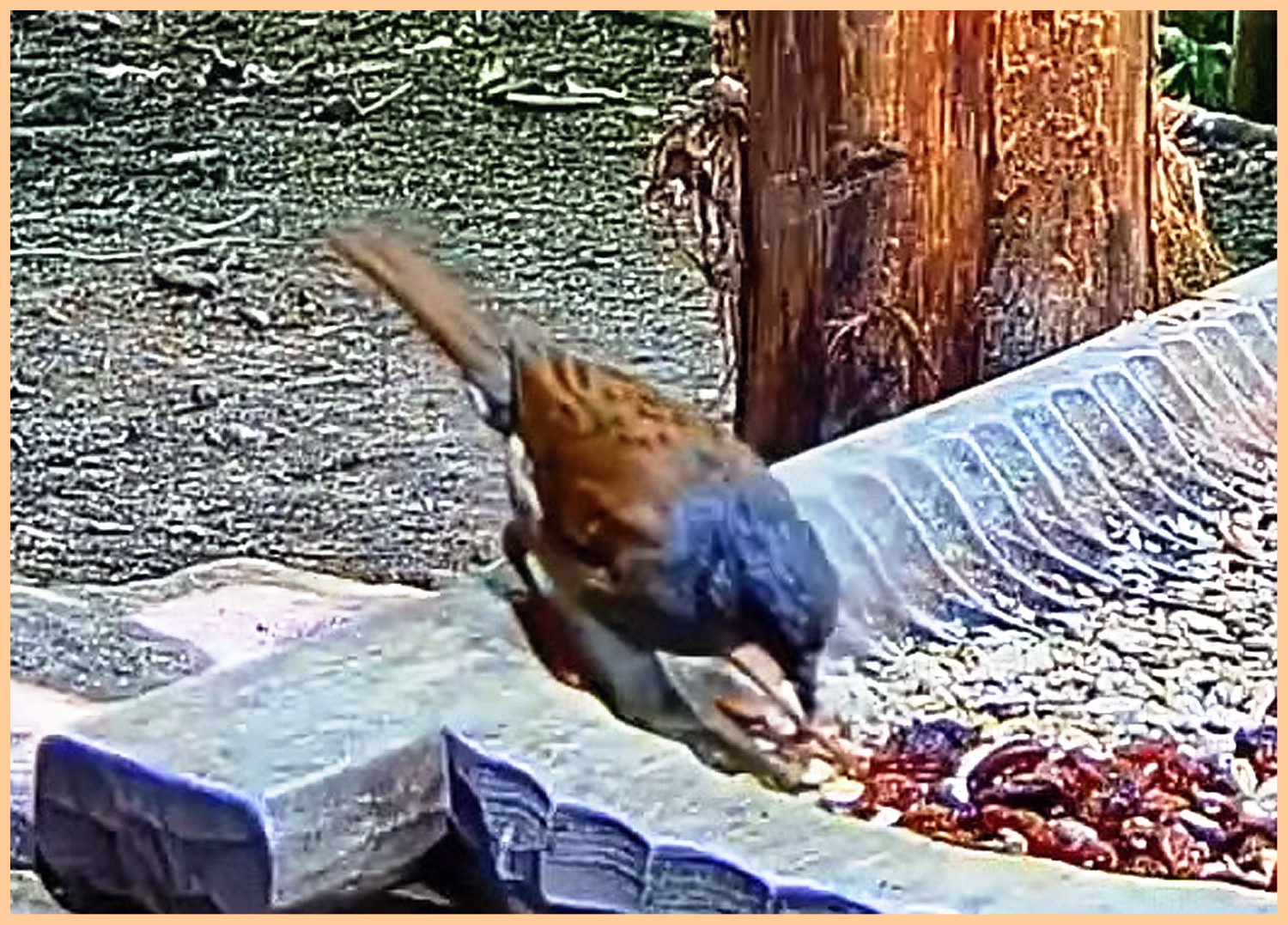 livebirdspoland_6864041ca81251030586055a5d0e9120.jpg
