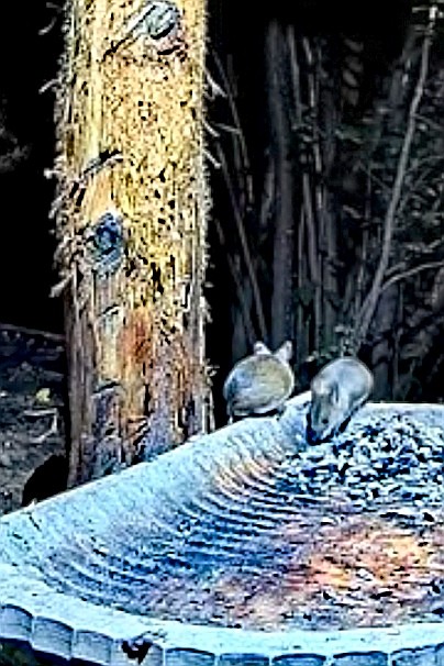 livebirdspoland_3f3c1a2ab0d43ebd3251230dcf07ebd8.jpg
