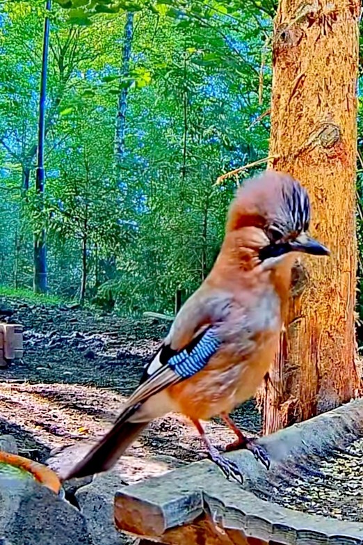 livebirdspoland_6eed3db3d32aab632a96b50f6dd03bc6.jpg