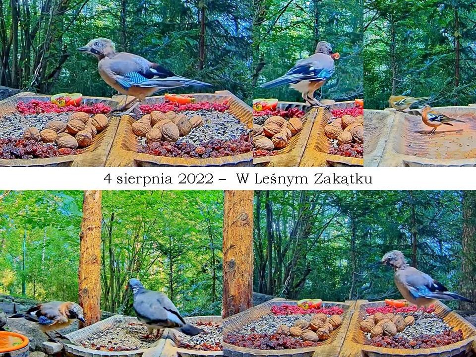 livebirdspoland_91b2c5e2881eefe3e941ac4379e0e074.jpg