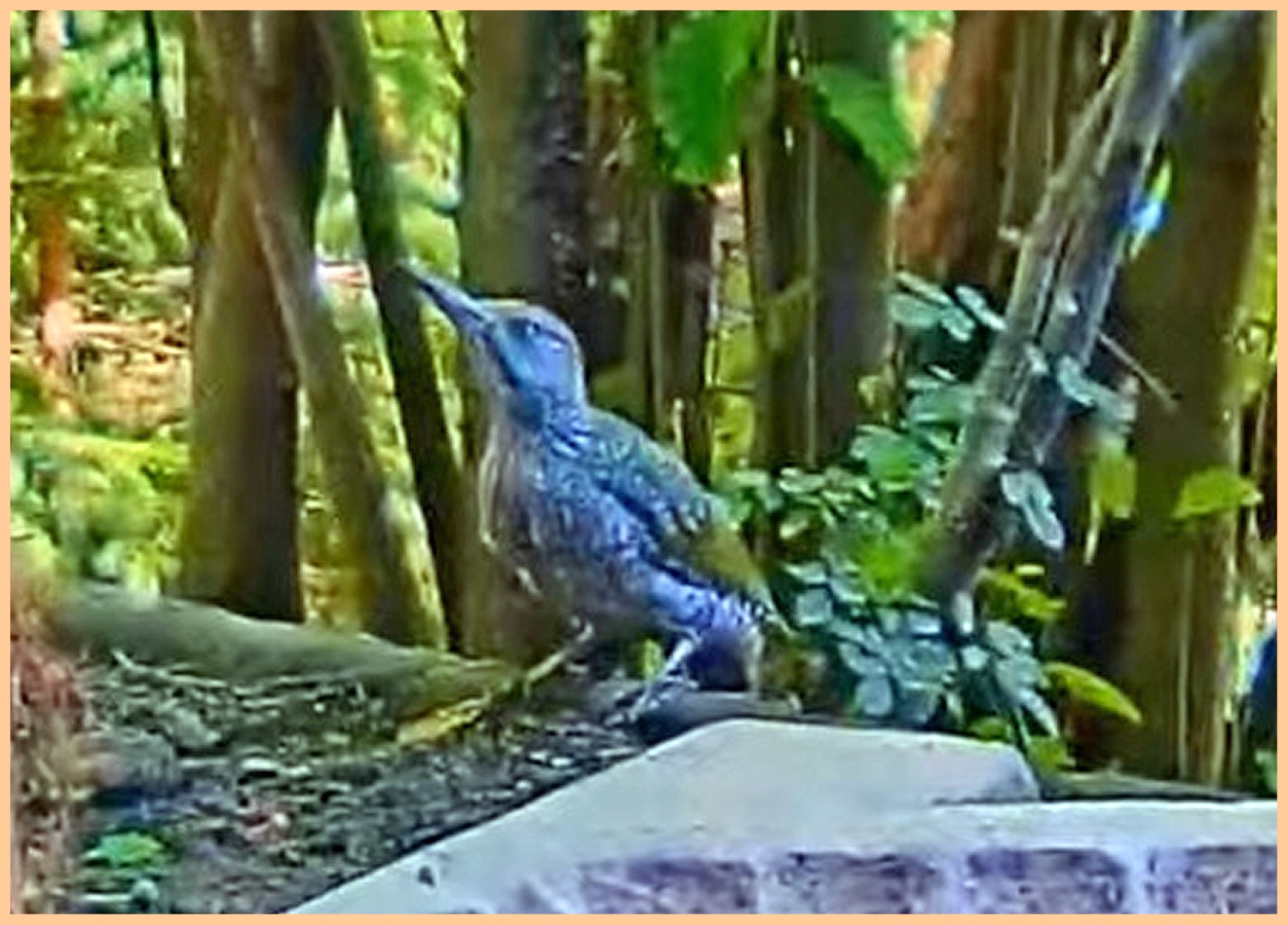 livebirdspoland_0e28ffff0b9c250dbfbcd708eb9d50c4.jpg