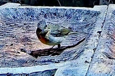 livebirdspoland_4039b271598f46aa56f1ab9ff9dbfdc5.jpg