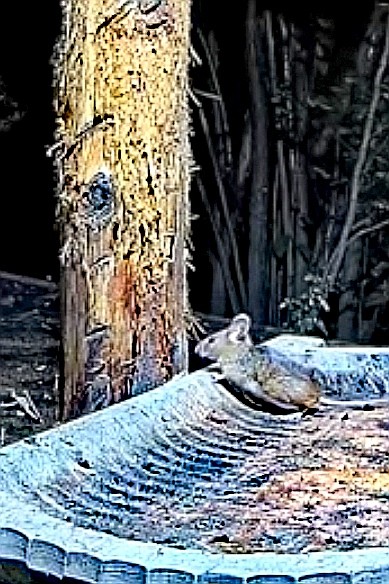 livebirdspoland_443ef4d54b9389359f5c6d0df15dc7eb.jpg