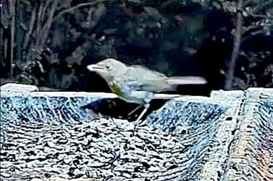livebirdspoland_fbbd820ea843b8f91710ed73bdc33bb0.jpg