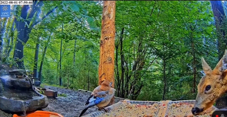 livebirdspoland_00c19f3a302e35b16adaf303b984272d.jpg