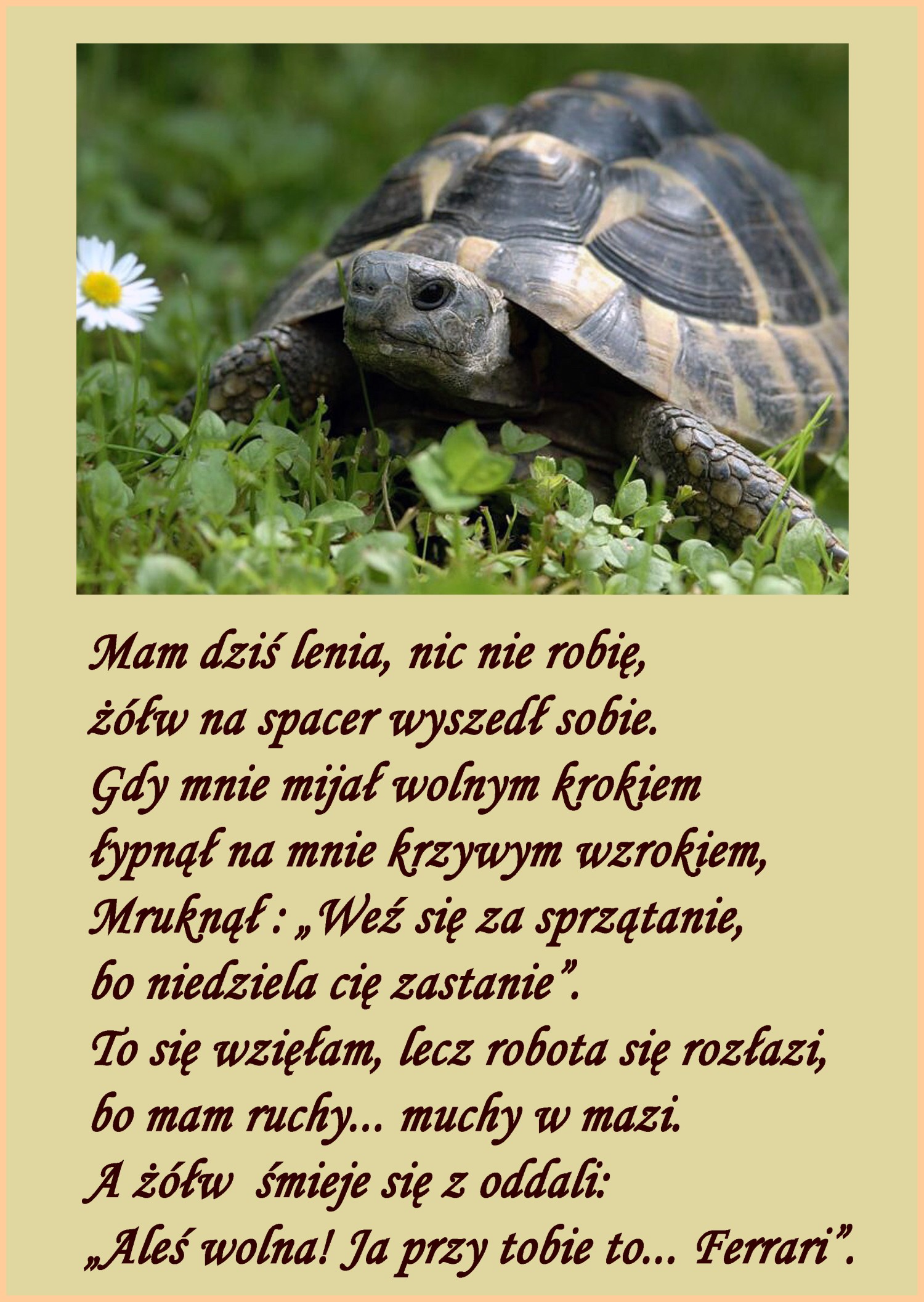 livebirdspoland_e058ac8ae57ce2d6647ebf018a41513f.jpg