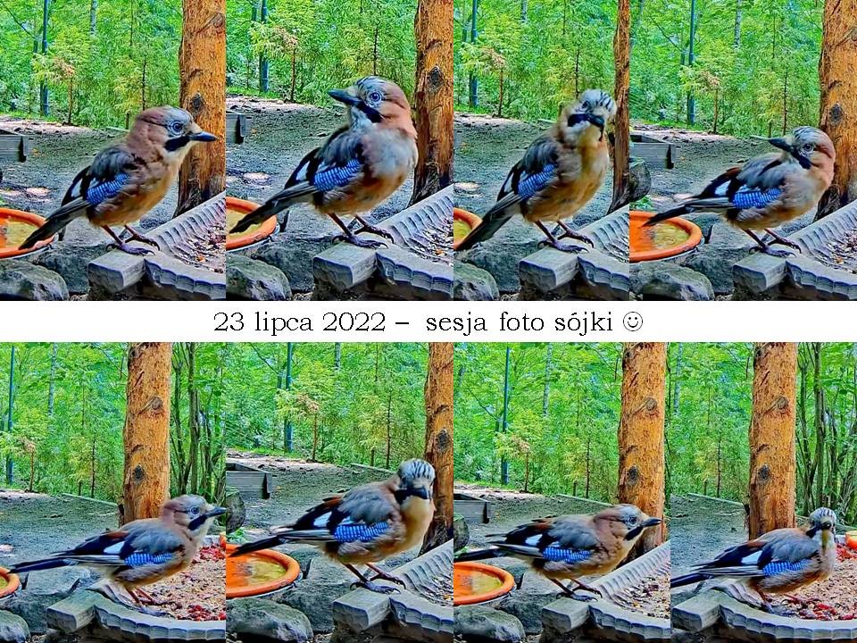 livebirdspoland_618afa65668d7c365e510c4f39c66e59.jpg