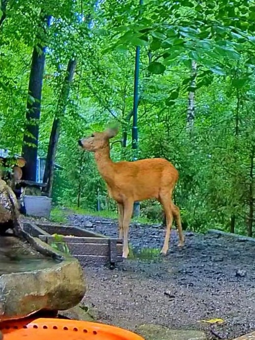 livebirdspoland_93a27e19b94d92be63a0336cae874c96.jpg