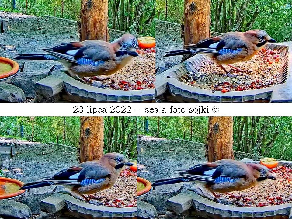 livebirdspoland_8b62646b8064aeb8bf27d726b5c11c2e.jpg