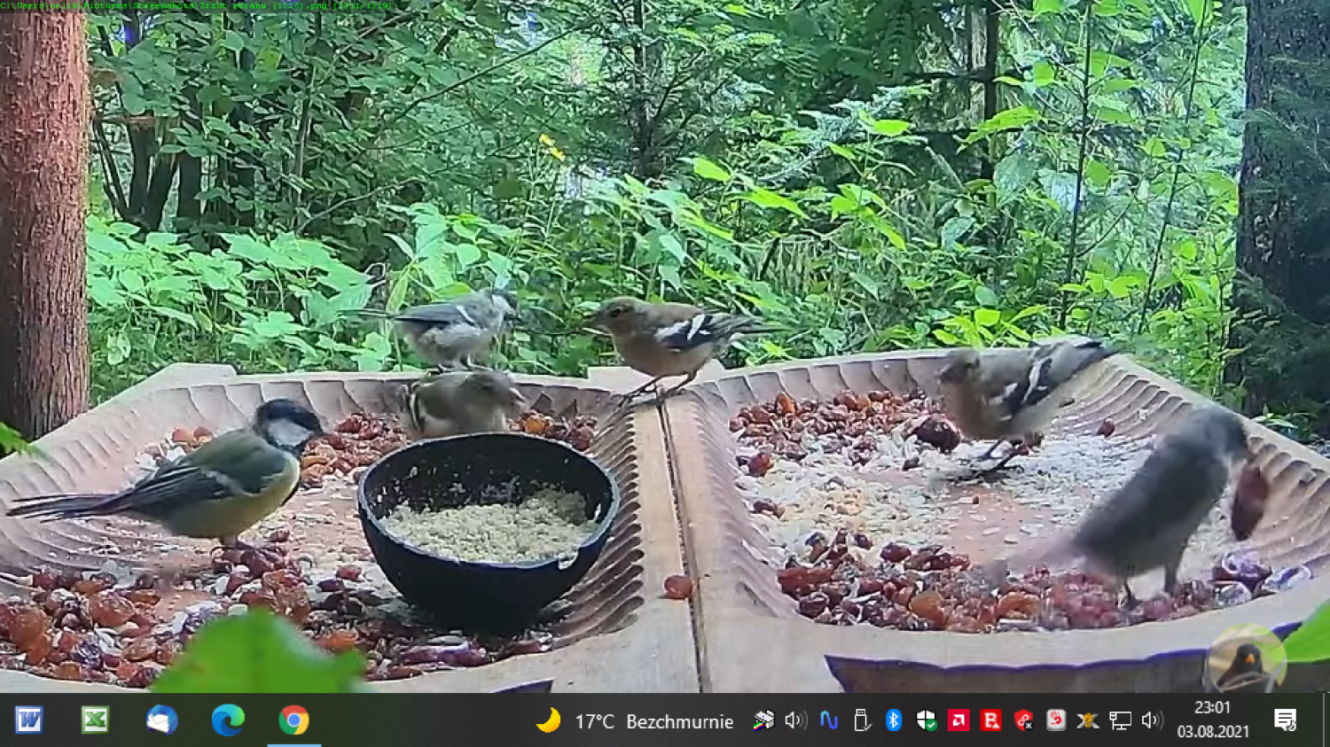 livebirdspoland_3beb6353d9293f1118ad47bce044c3a4.png