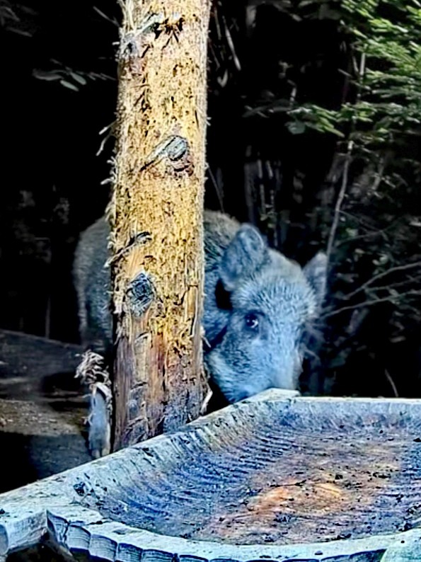 livebirdspoland_6f434c383b42d250174f84452f928c2a.jpg