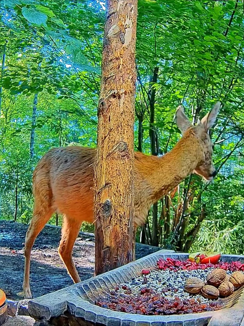 livebirdspoland_f8361d42a27eebde6b381417820b1337.jpg