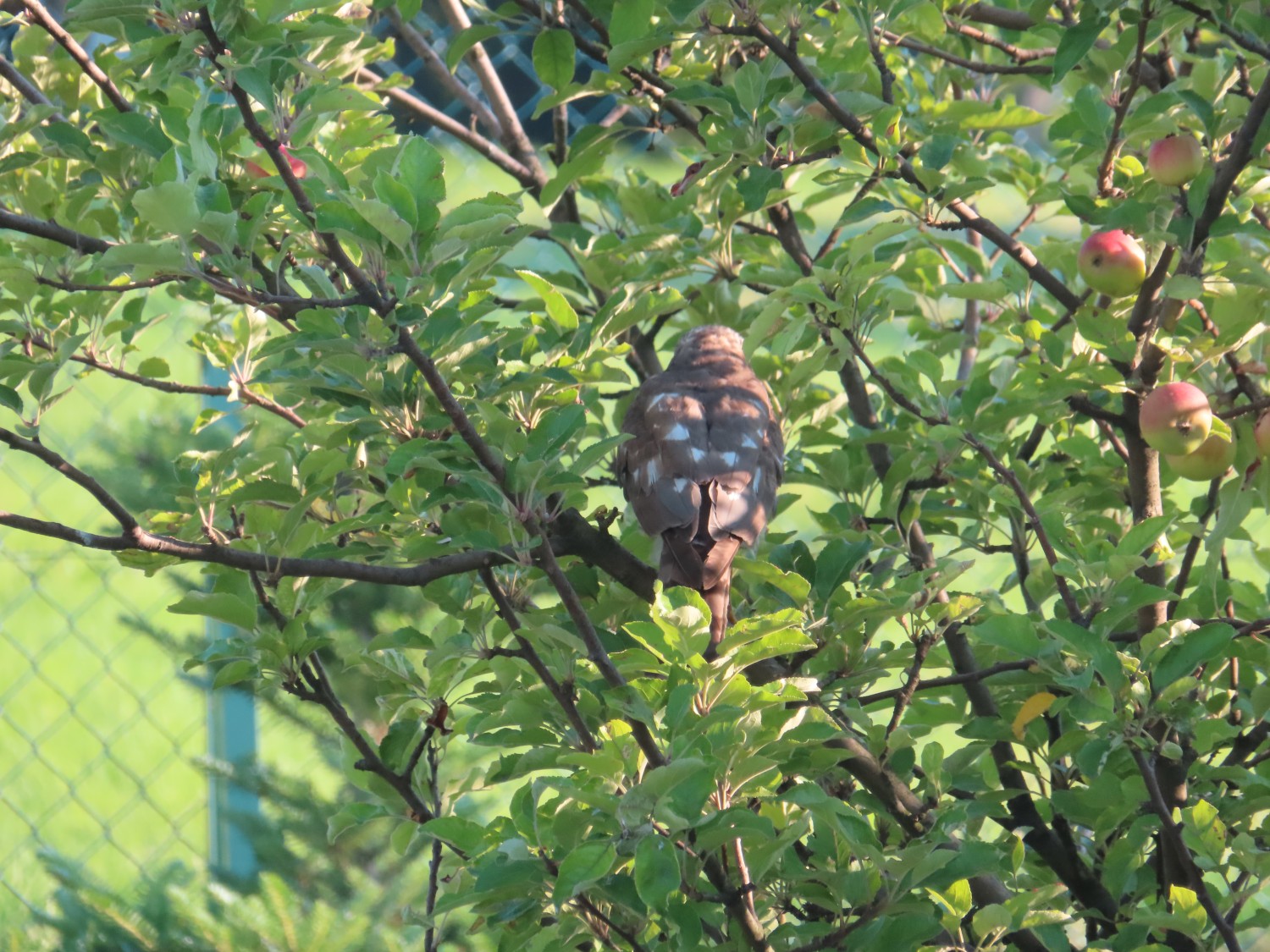livebirdspoland_072b0691aa9b9a59d140f67bb874e210.jpg