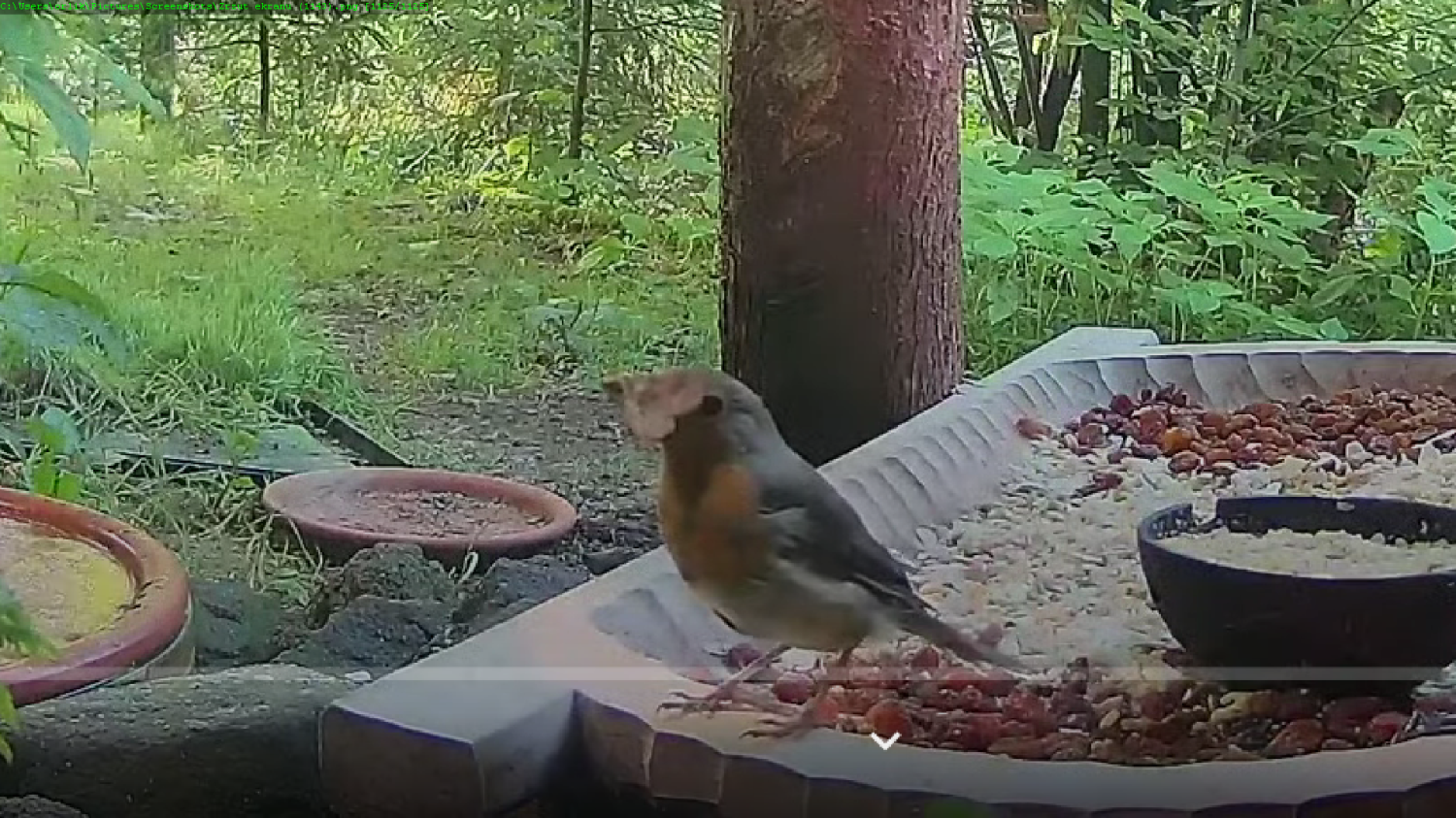 livebirdspoland_56e12bc7001703477b57f85b0a258d06.png