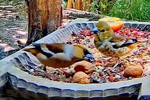 livebirdspoland_fbddad55657b2e29ae25f1beead2101b.jpg