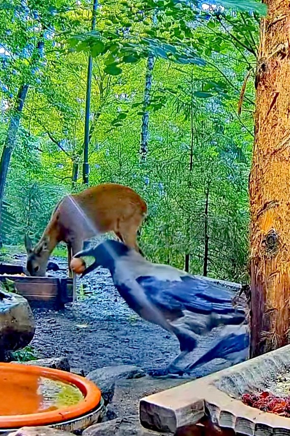 livebirdspoland_787892c3d3c4e56590ebd607f09fc955.jpg