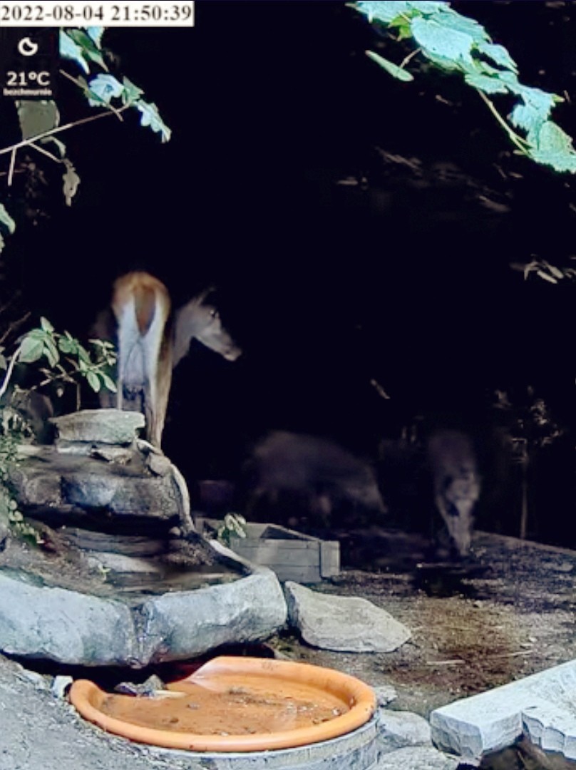 livebirdspoland_48c5defc9c4945a0c8fb7c1bd8182ef5.jpg