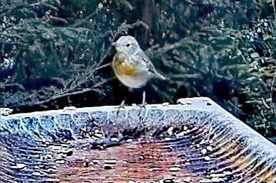 livebirdspoland_d25cebcf8e3e7c139d40486a242b0c82.jpg