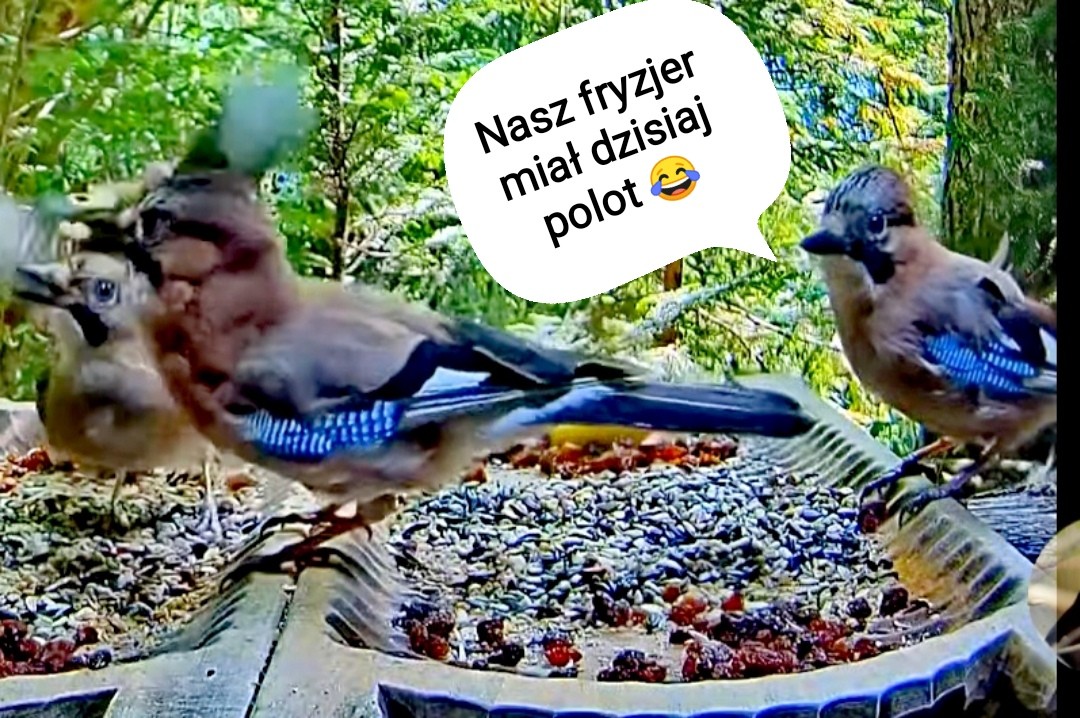 livebirdspoland_0bd5c73d77fe3bdf743c4bfc1c584f01.jpg