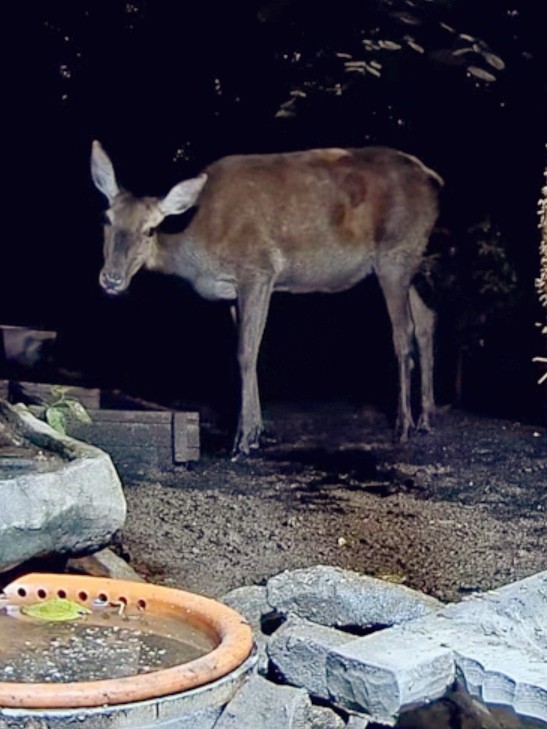 livebirdspoland_0ecfb9f1063e6cd3709cd887213a12b2.jpg