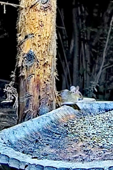 livebirdspoland_9d67f63a04e32a84a3930133dd74a3e8.jpg