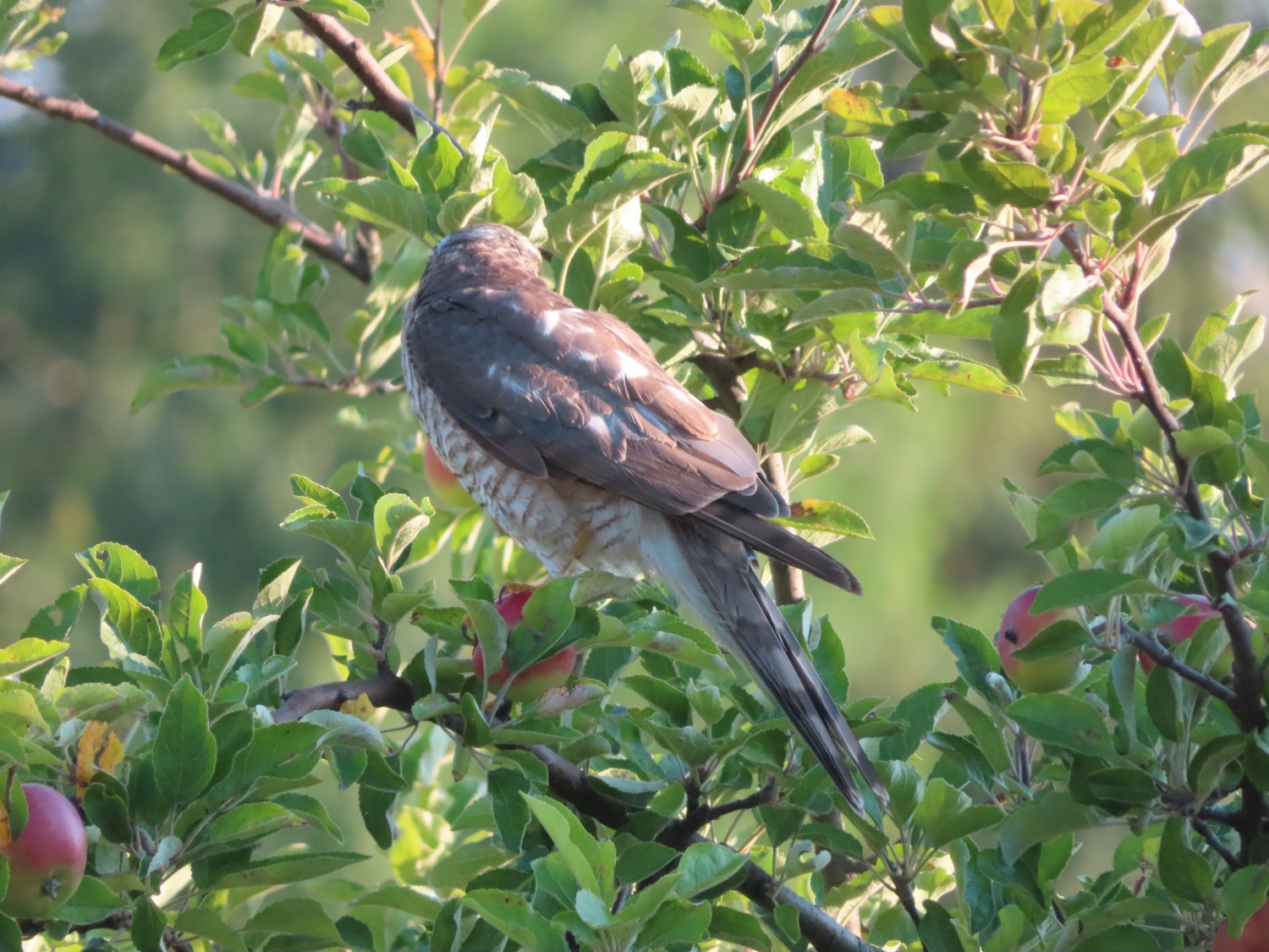 livebirdspoland_7b6424a790de01871a6c3c483f36ca80.jpg