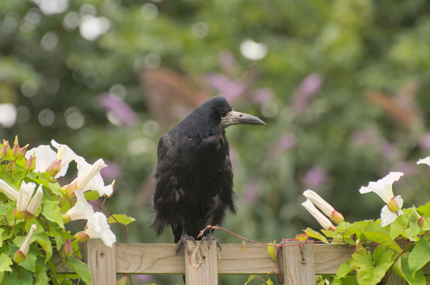 livebirdspoland_abe59d638b65cb2c374611f7d9b3f57b.jpg