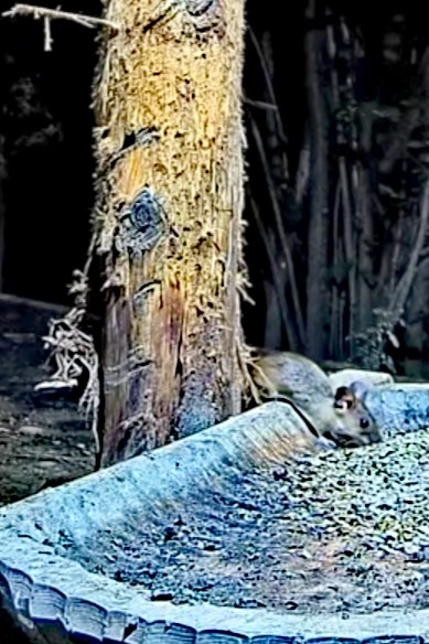 livebirdspoland_a5c9f9d5878639e58fa7f9e881df0caf.jpg