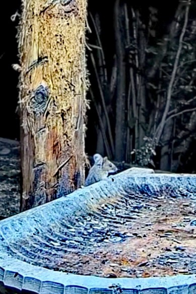 livebirdspoland_eb0762d77589e8bda403183bcb1ebda3.jpg