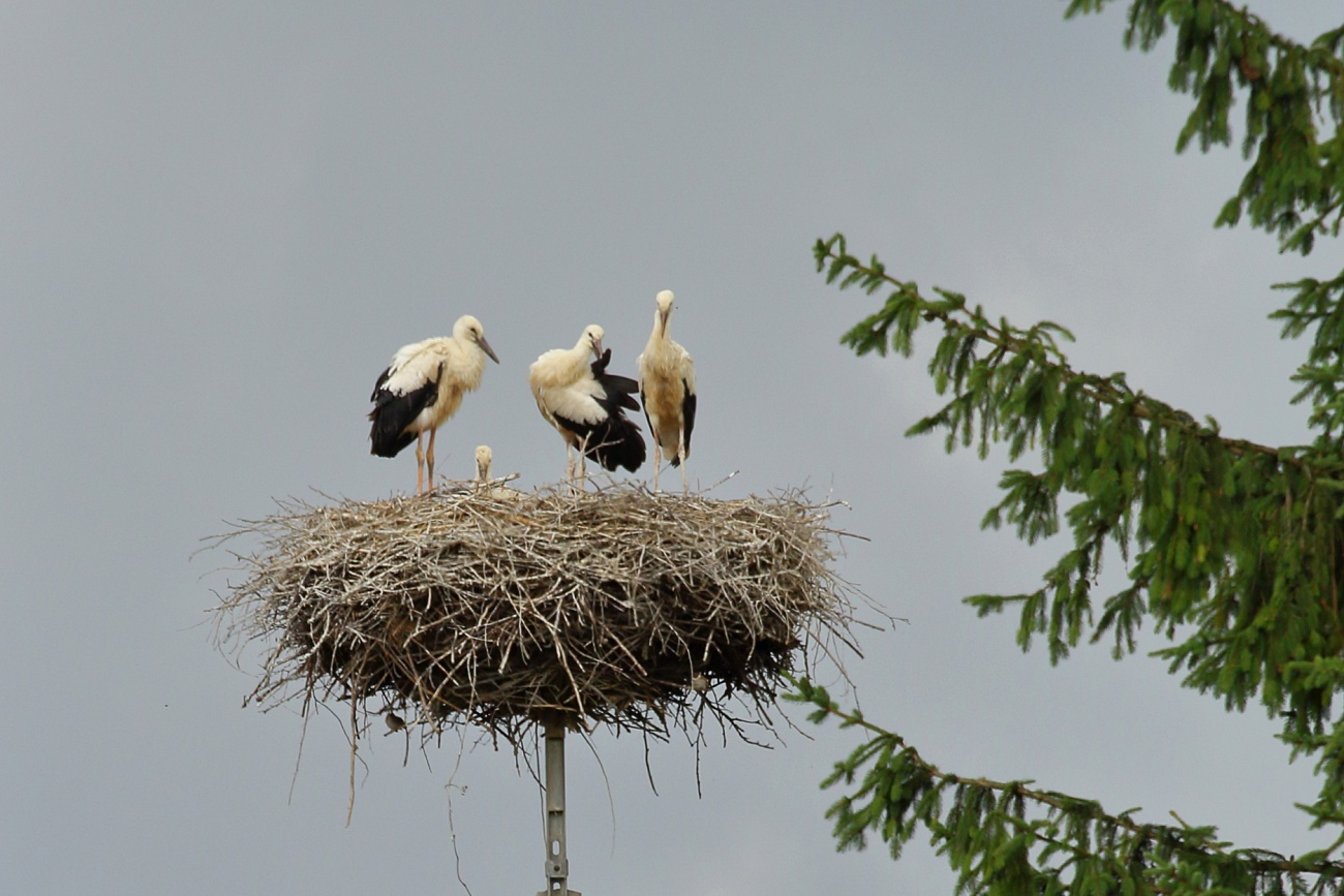 livebirdspoland_7768309dca6ebb3ba04b93f747479bad.png