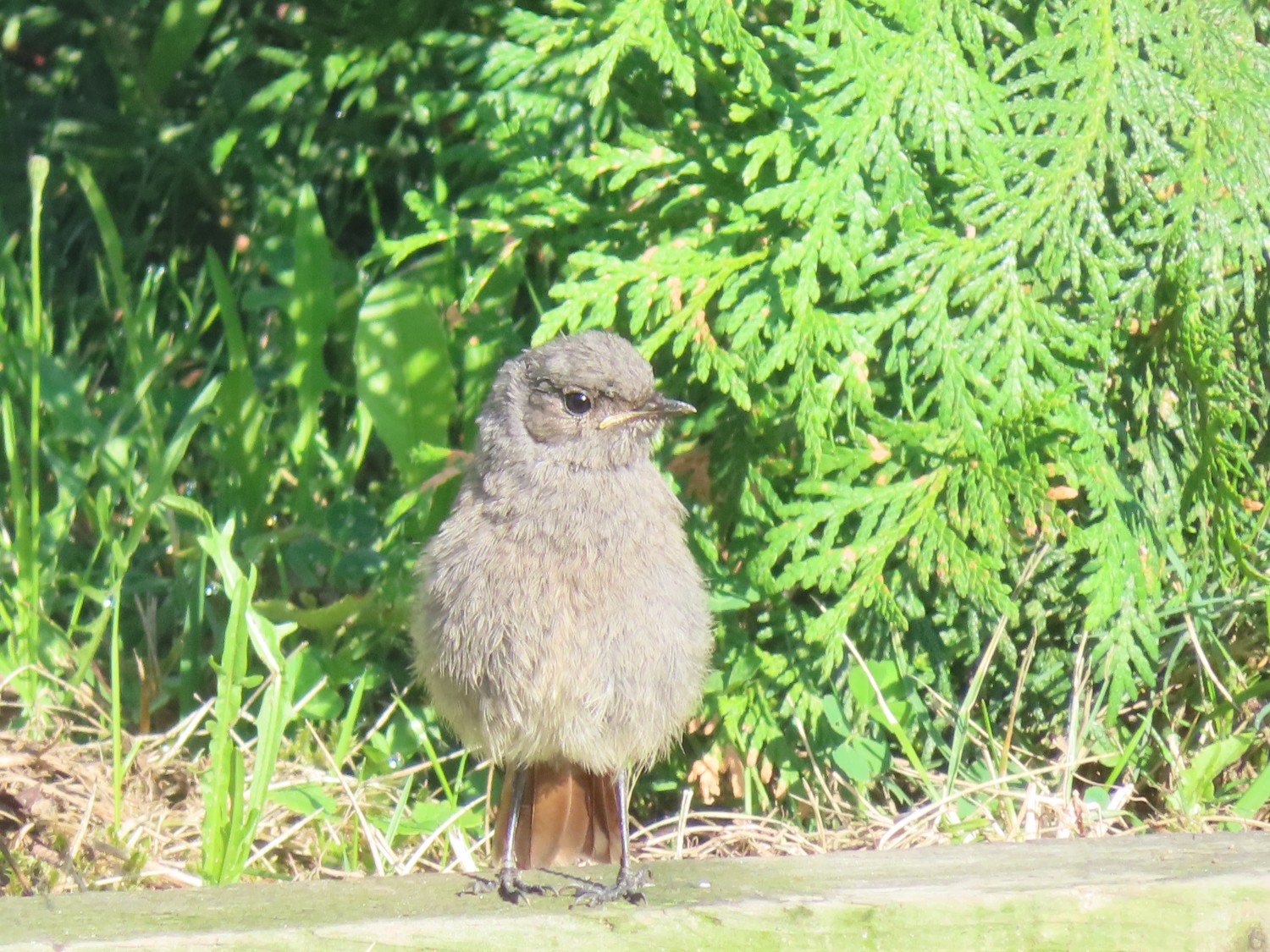 livebirdspoland_5d081fc5a6a161765934c8889272c610.jpg