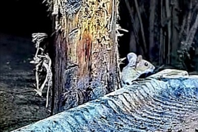 livebirdspoland_36eb85dd96b34c3ca87c905fc8fcefd8.jpg