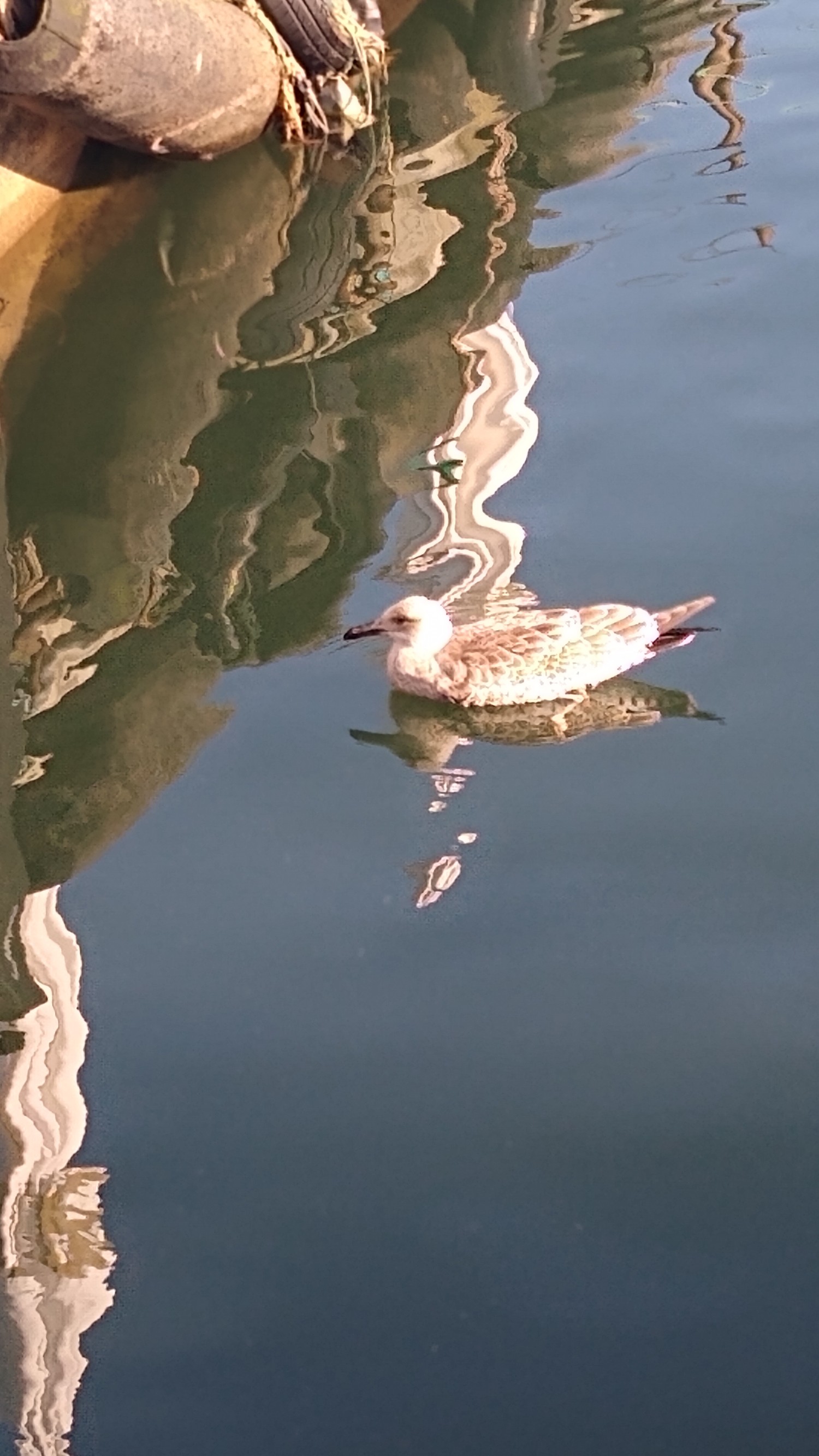 livebirdspoland_74590c0c7a33fe932f02d2ffeba900c4.jpg
