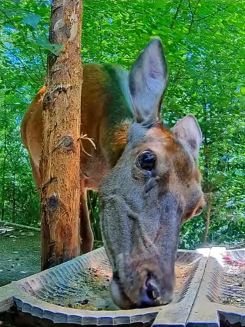 livebirdspoland_7abd640a638b2948583e1dd8310e04d3.jpg