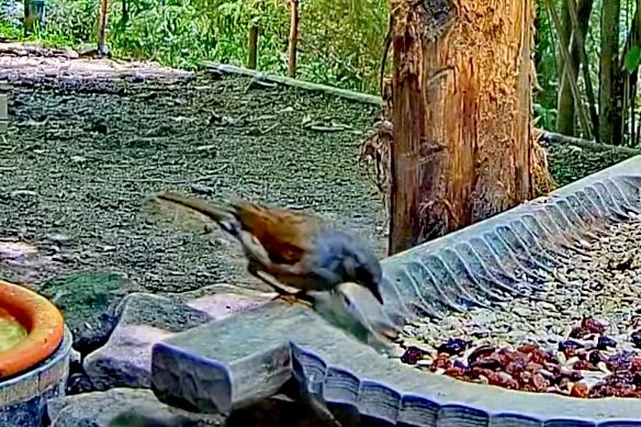 livebirdspoland_79fe6ad9604adebc1c3eafcffe01ca50.jpg