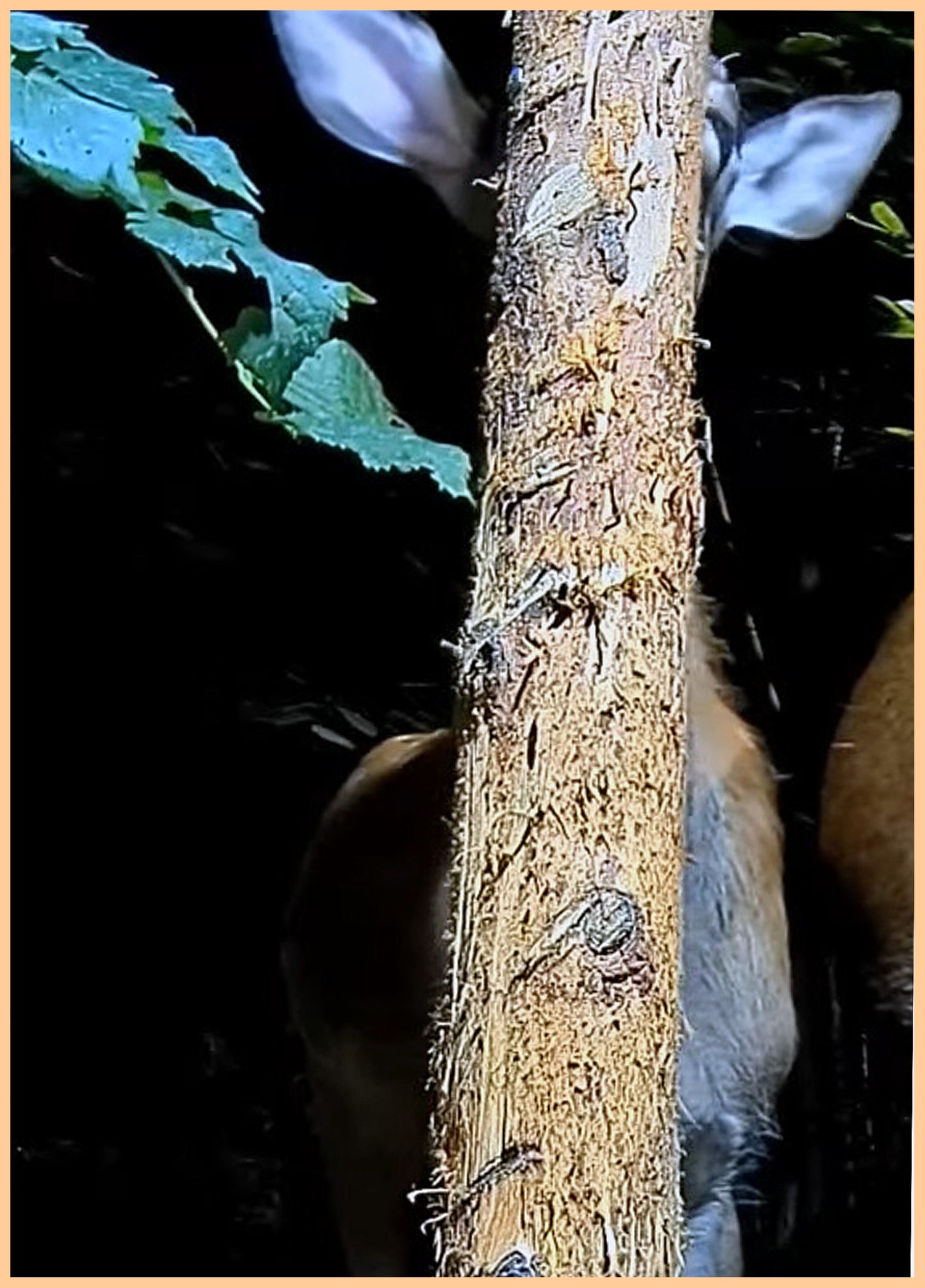 livebirdspoland_ab8011c3124119c23c41e3a19729bdda.jpg