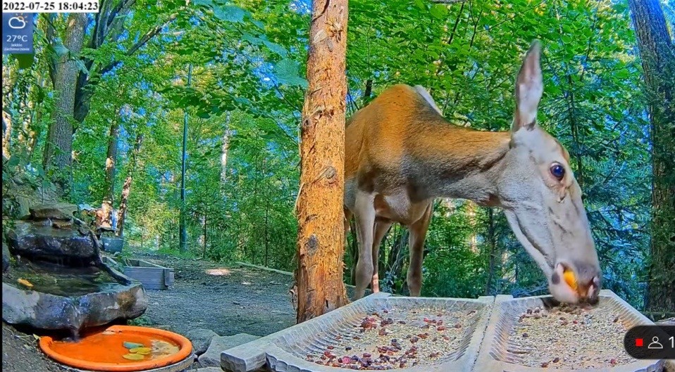 livebirdspoland_e15dcd2a79b2d4d5d4e51a14721205fb.jpg