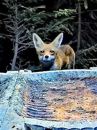 livebirdspoland_e2826426a4eeb1c448f3c4d45df31c0e.jpg