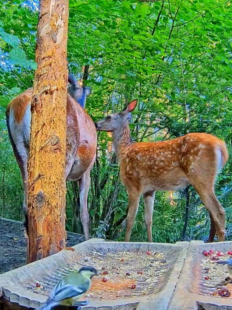 livebirdspoland_0414200d48866b5c1f863e3251e6125a.jpg