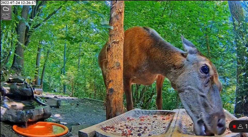 livebirdspoland_0176304421008c3367035ac03b971177.jpg