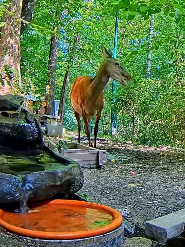 livebirdspoland_5398be00e0075c85f5a334c6aef23296.jpg