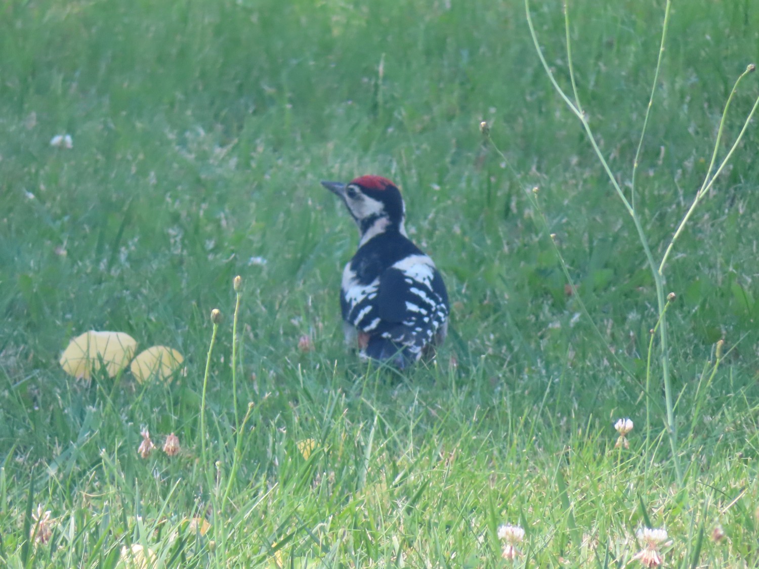 livebirdspoland_d9637d87e0bad5c6d23d3b28794f73de.jpg